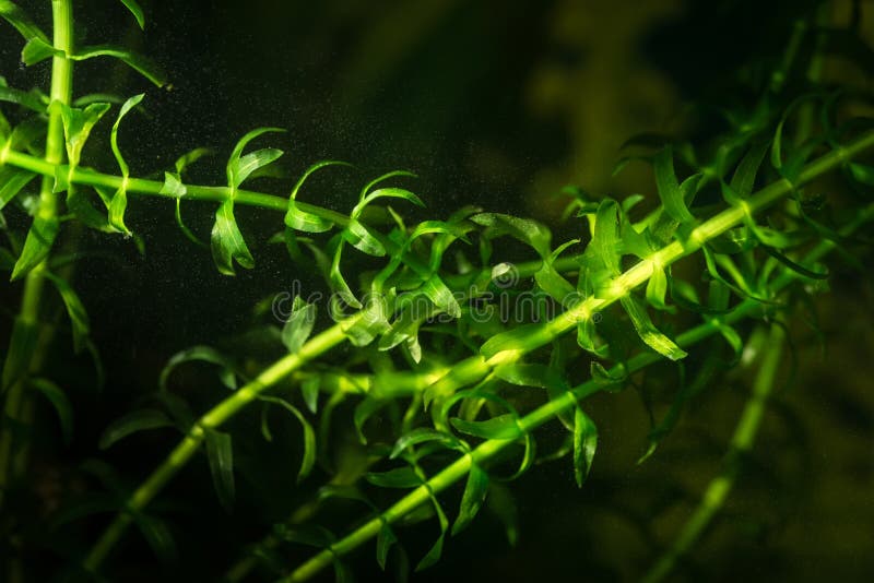 Elodea num aquário foto de stock