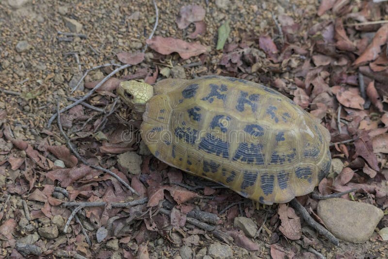 Elongated Tortoise Indotestudo Elongata or Yellow Tortoise, a Rare Endangered Species Found Wild at Jim Corbett National Park. Stock Photo - Image of jungle, endangered: 154462978 Elongated Tortoise Indotestudo Elongata or Yellow Tortoise, a Rare Endangered Species Found Wild at Jim Corbett National Park. Stock Photo - Image of jungle, endangered: 154462978