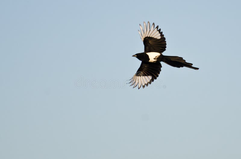 Elster-Fliegen in einem blauen Himmel lizenzfreies stockfoto Elster-Fliegen in einem blauen Himmel lizenzfreies stockfoto