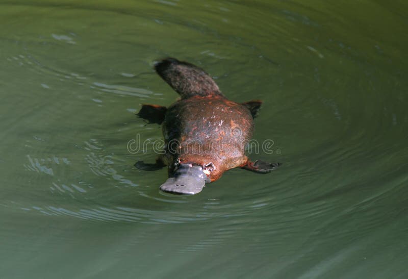 Extrano australiano pato cargado castor nutria pico de pájaro en selva bahía,,, norte,.