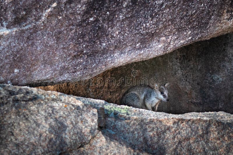 Elusive shy rock wallaby hiding among rocks in triangle shape, profile picture. Magnetic Island, Queensland, Australia