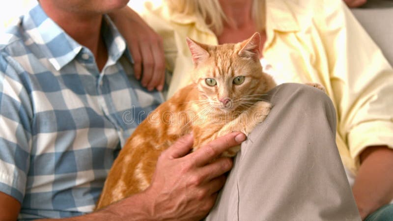 Casal feliz em câmara lenta com um gato vídeos de arquivo
