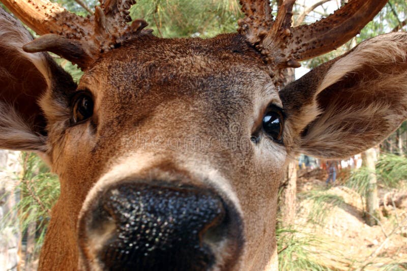 Olho da corça foto de stock. Imagem de fauna, animal - 12863518