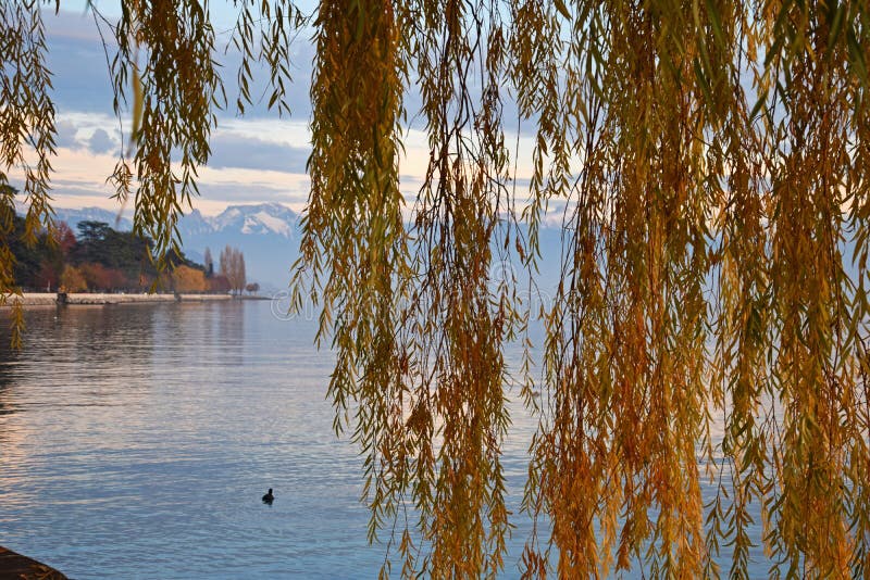 Colorful autumn at embankment on Lake Geneva in Lausanne , Switzerland