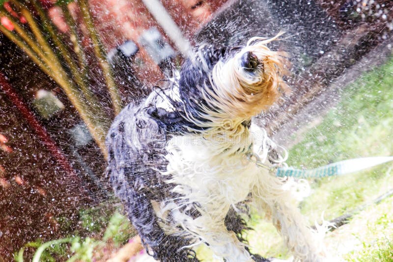 Cão Pastor Inglês Velho Preto E Branco Que Encontra-se Na Parte Inferior  Das Etapas Imagem de Stock - Imagem de aberto, rabisco: 87243909