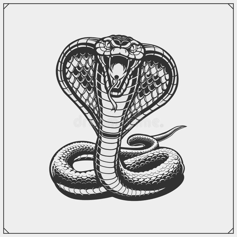 King Cobra the World`s Longest Venomous Snake Isolated on Dark Background  with Clipping Path Stock Illustration - Illustration of dreadful, devil:  184120584