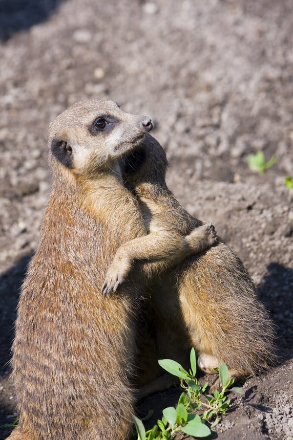 Embracing meerkats (Suricata suricatta)