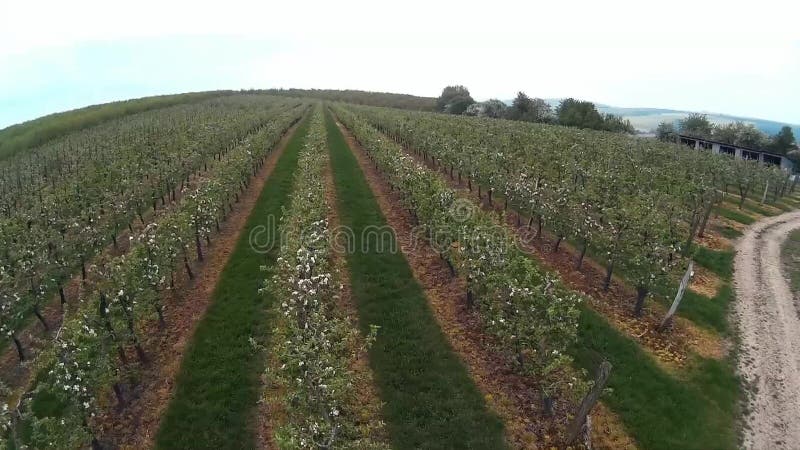 Embranchez-vous avec des fruits banque de vidéos