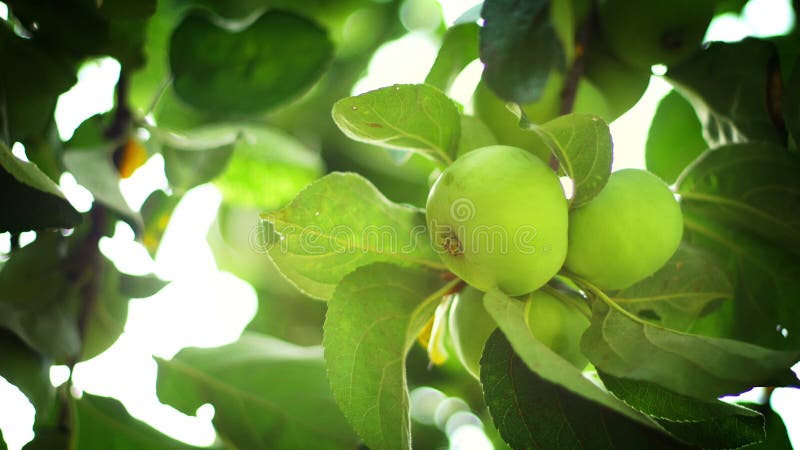 Embranchez-vous avec des fruits Branches de pommier avec les fruits mûrs verts banque de vidéos