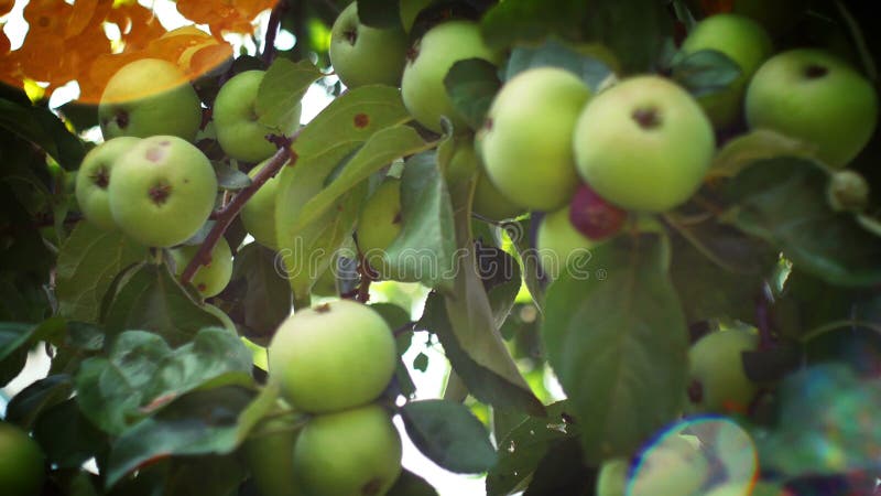 Embranchez-vous avec des fruits Branches de pommier avec les fruits mûrs verts banque de vidéos