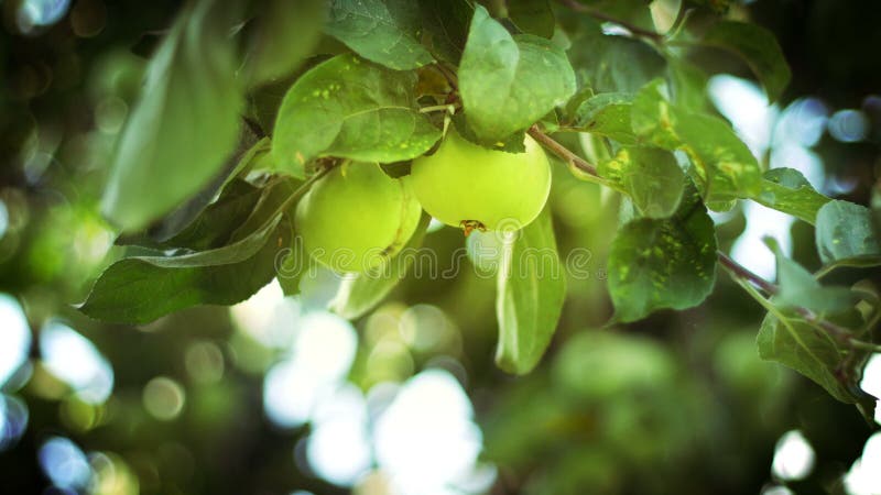 Embranchez-vous avec des fruits Branches de pommier avec les fruits mûrs verts banque de vidéos