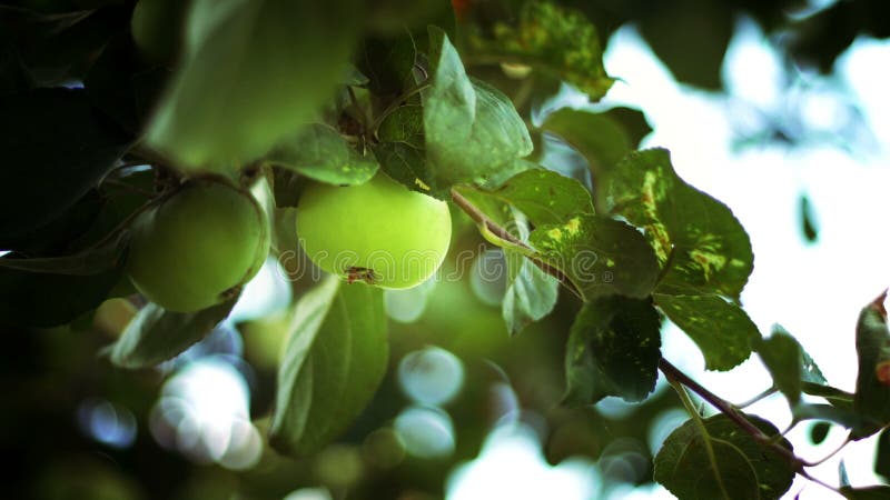 Embranchez-vous avec des fruits Branches de pommier avec les fruits mûrs verts banque de vidéos