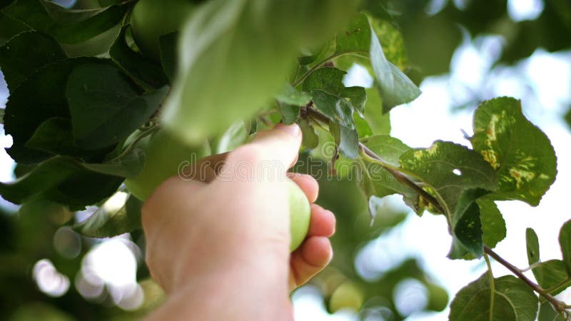 Embranchez-vous avec des fruits Plume à la main la pomme verte mûre du brahcn banque de vidéos