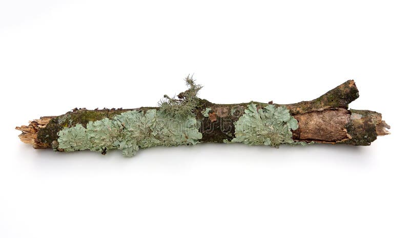 Embranchez-vous avec le lichen
