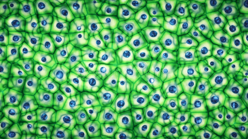 Embrionalny jaskrawy - zielona komórki macierzystej kolonia pod mikroskopu 3D ilustracją