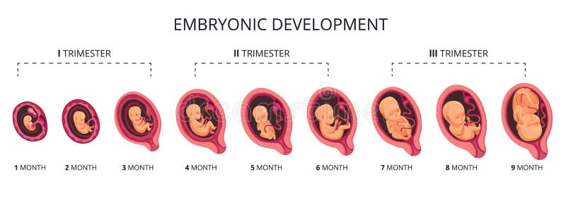 Embrión mes etapa crecimiento desarrollo fetal vector plano infografía iconos. ilustración médica del ciclo fetal a partir de 1
