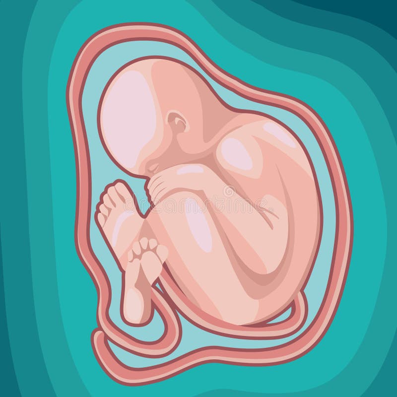 Embryo baby vector illustration