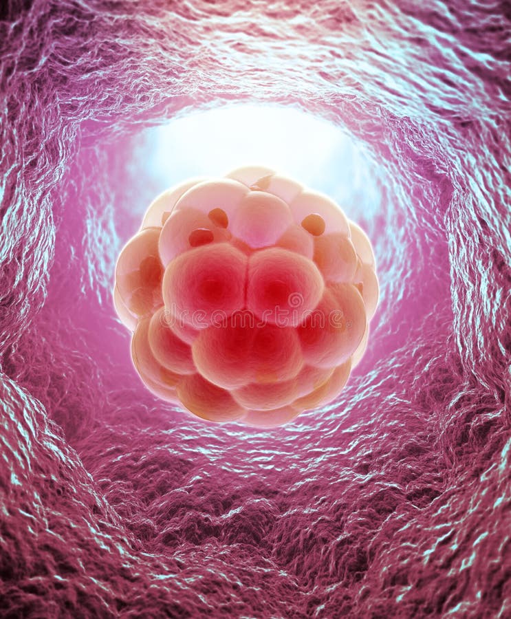 Embryo cleavage vector illustration Embryo cleavage vector illustration