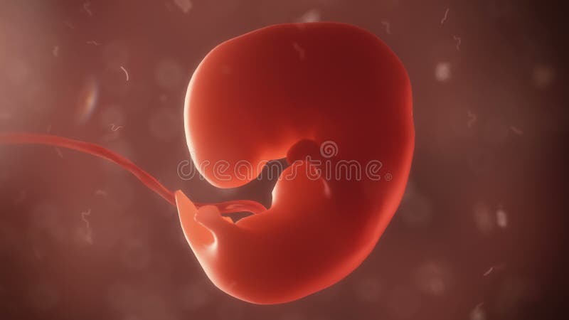 Embryo life realistic visualisation royalty free illustration