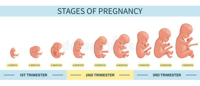 Embryo in the Womb, Set. Development and Growth of the Fetus at ...