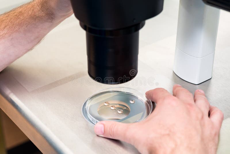 Embryologist ou technicien de laboratoire ajustant l'aiguille pour fertiliser un ovule humain sous le microscope Docteur ajoutant image libre de droits Embryologist ou technicien de laboratoire ajustant l'aiguille pour fertiliser un ovule humain sous le microscope Docteur ajoutant image libre de droits