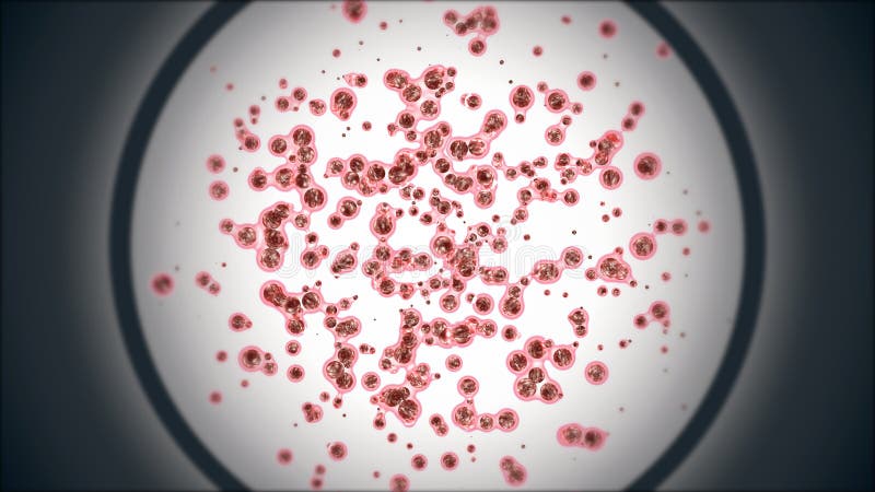 Embryonale Mitosestammzellen, Keimgewebe vergrößert unter einem Mikroskop