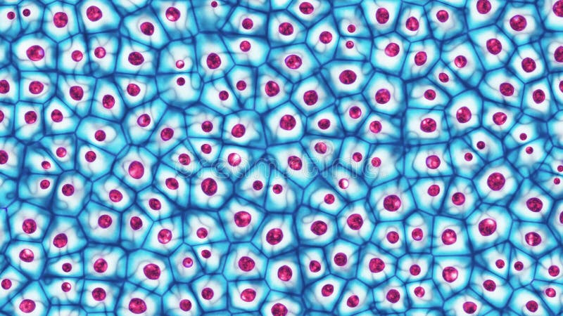 Embryonale Stammzellekolonie unter einer Illustration des Mikroskops 3D