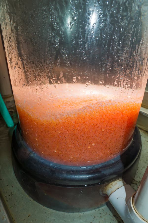 Embryonic development of the trout in the vertical incubation unit, Greers Ferry National Fish Hatchery, AR