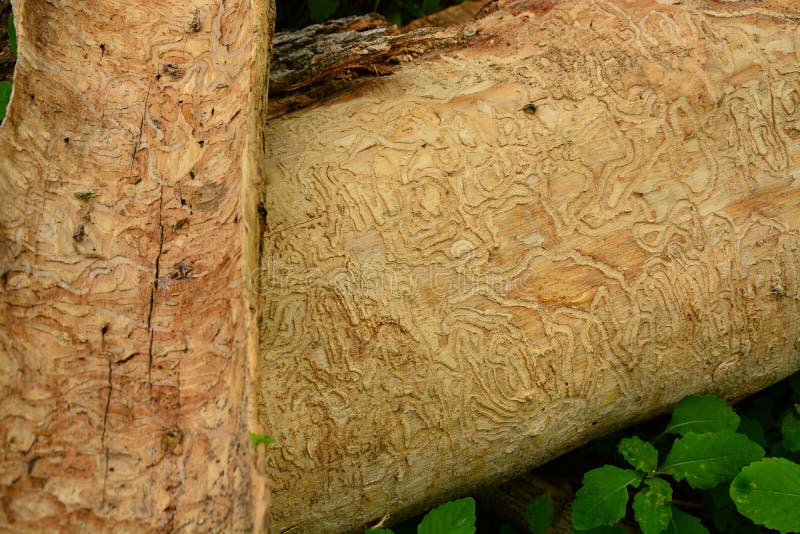 The devastating effect the Emerald Ash Borer has on the Ash Trees in the forest. The evasive species kills trees by eating passages between the bark and wood.  The pathways have a distinctive pattern. The devastating effect the Emerald Ash Borer has on the Ash Trees in the forest. The evasive species kills trees by eating passages between the bark and wood.  The pathways have a distinctive pattern.