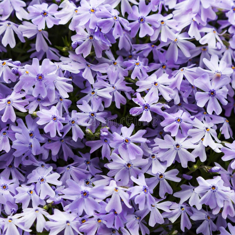 Emerald Blue Moss Phlox Flower are Blooming Stock Image Image of