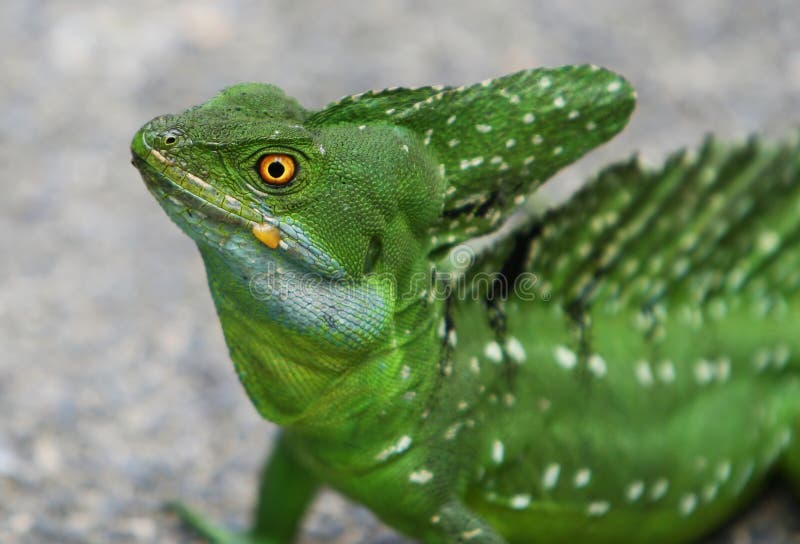 Emerald double-crested basilisk