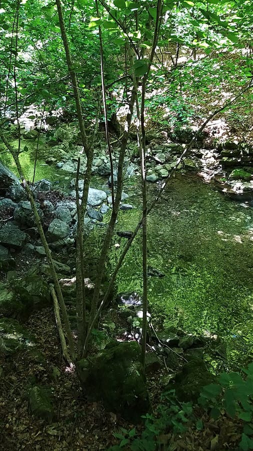 Emerald Green Forest & Calm Forest Creek Stock Photo - Image of nature