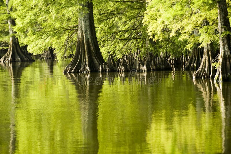 Emerald Green Reflections