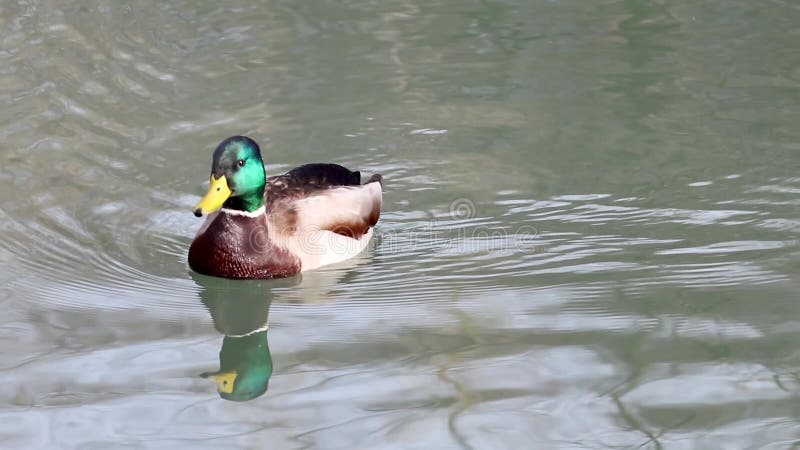 Emerald head manke drake ducke ducke bird closeup water