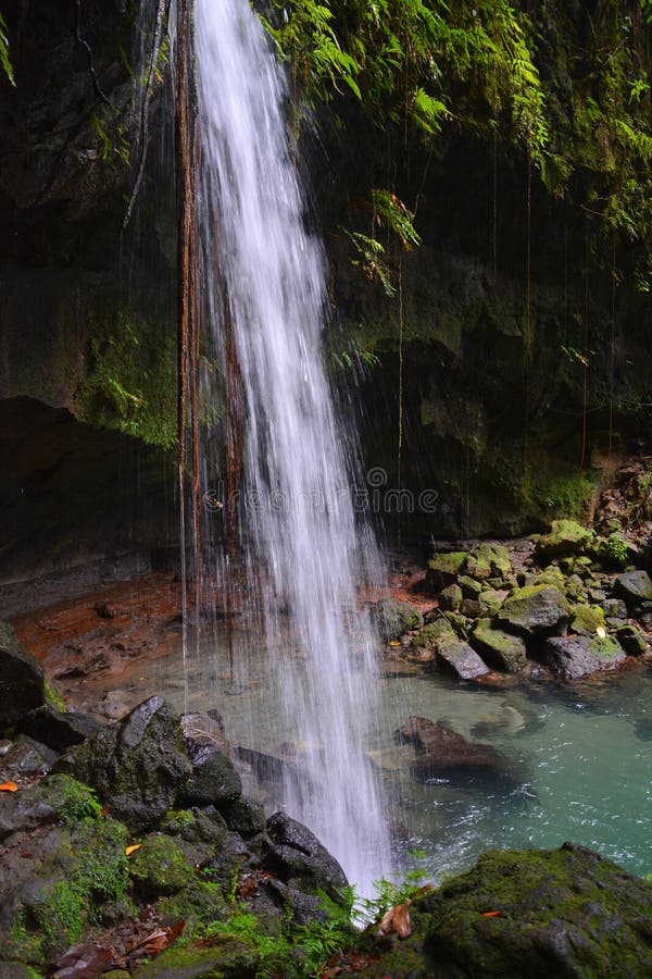 Emerald Pool And Waterfall In Dominica Tropical Rainforest Stock Image Image Of Ecosystem