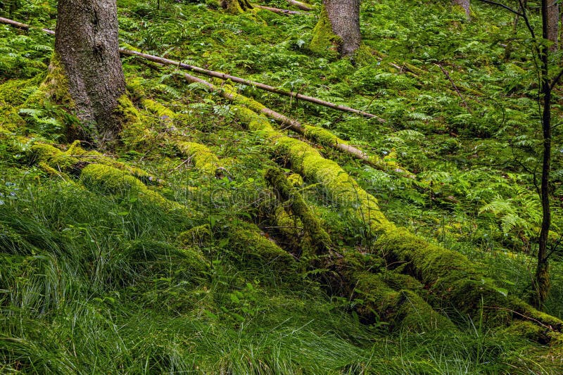 Emerald Slope med Moss och Ferns Gaulkopf Forest Reserve fotografering för bildbyråer