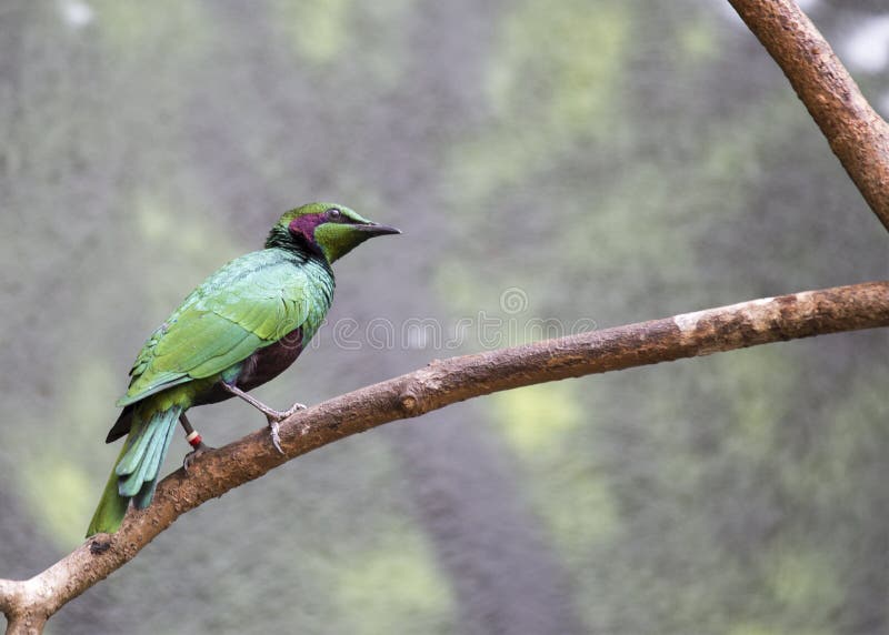 Emerald Starling Lamprotornis-Iris stockfotografie Emerald Starling Lamprotornis-Iris stockfotografie