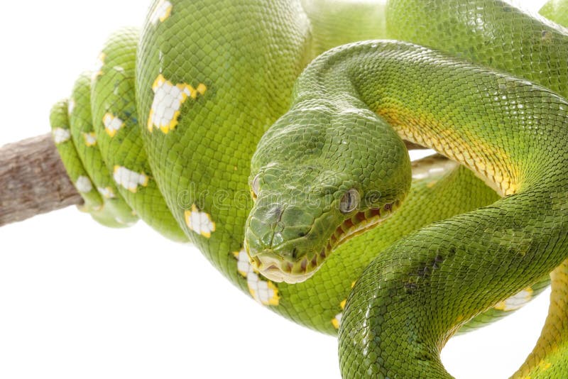 Emerald tree boa