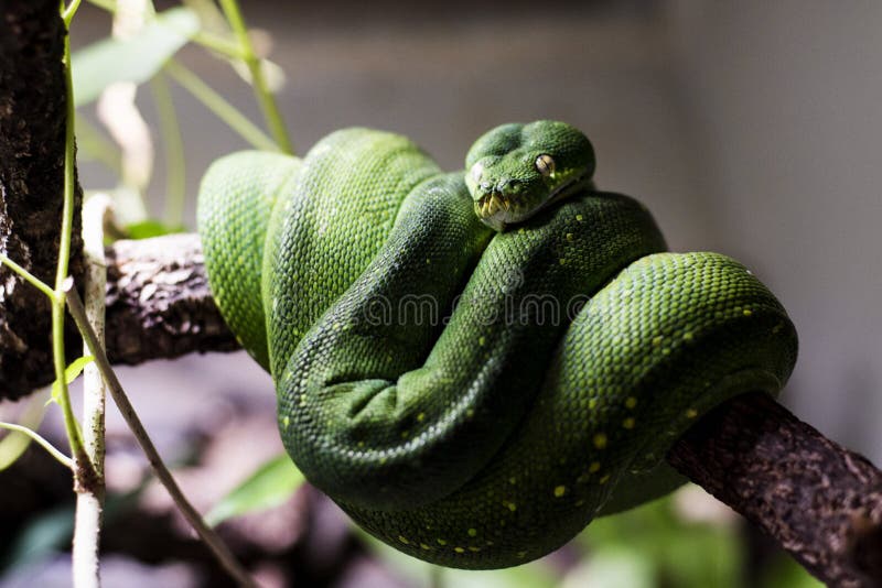 Emerald Tree Boa stockfoto. Bild von bunt, wildnis, ring - 57082036