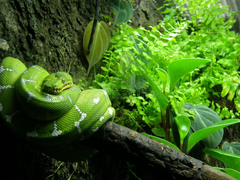 Emerald Tree Boa Constrictor