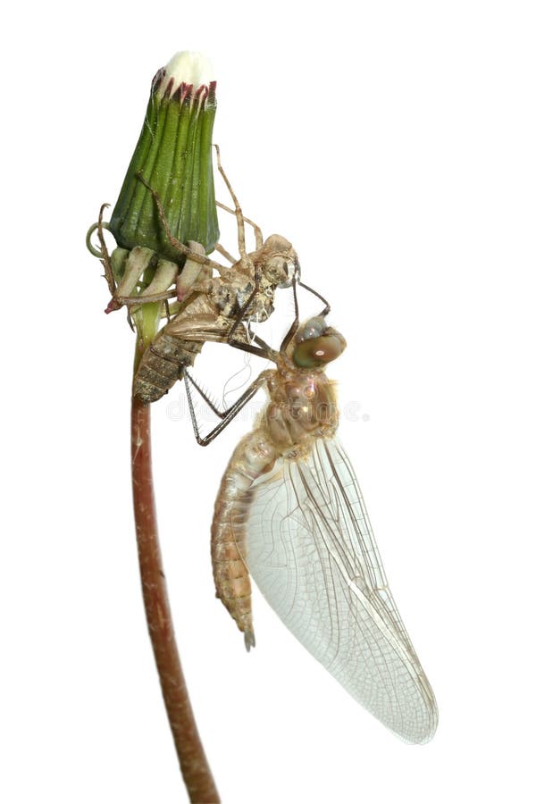 Emergence of dragonfly