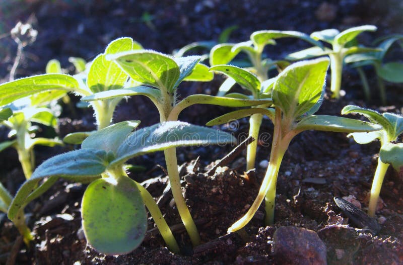 Emerging Sunflower Seedlings Stock Image Image of close, growing