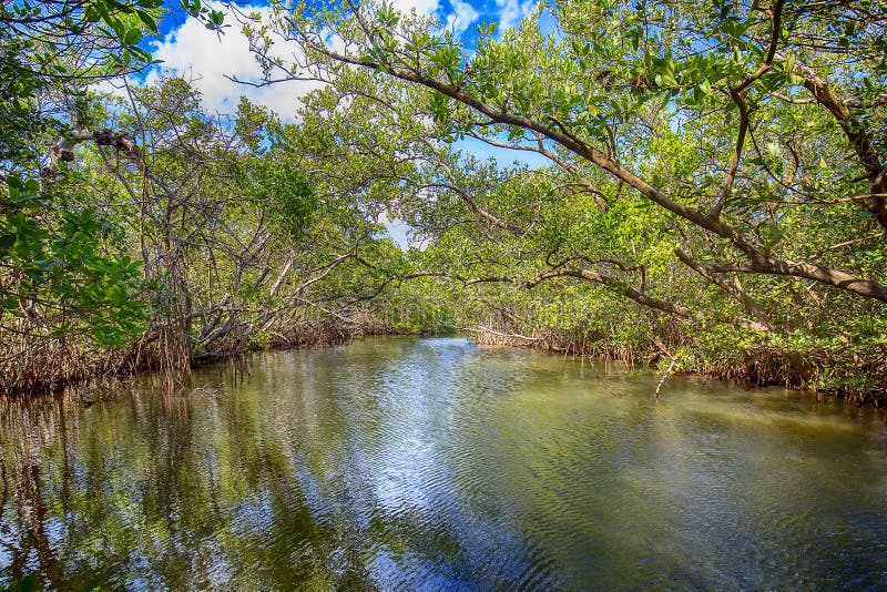 Emerson Point Preserve Wetlands i palmettoen, Florida