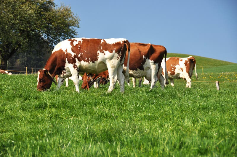 Emmental Region, Switzerland Royalty Free Stock Image Image 31219766