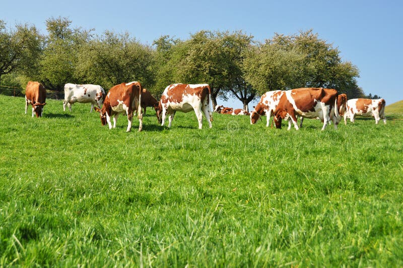 Emmental Region, Switzerland Stock Image Image of alpine, drove 31219785