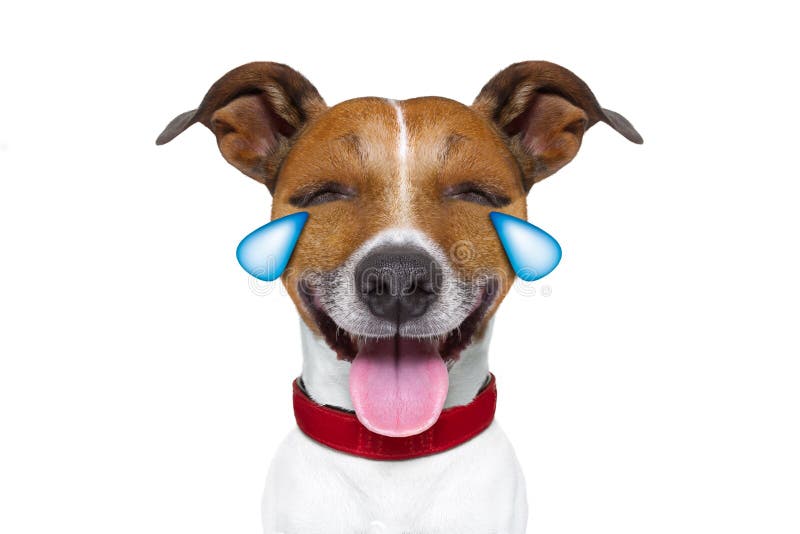 Jack russell terrier emoticon or emoji dog funny silly cry and laughing , sticking out the tongue, isolated on white background. Jack russell terrier emoticon or emoji dog funny silly cry and laughing , sticking out the tongue, isolated on white background