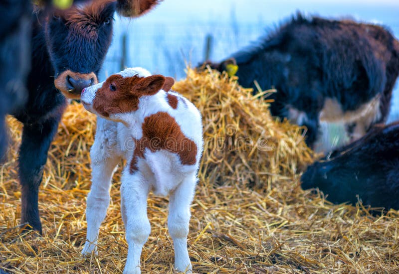 Emotioneel ogenblik tussen Koe en kalf bij landbouwbedrijf stock foto Emotioneel ogenblik tussen Koe en kalf bij landbouwbedrijf stock foto
