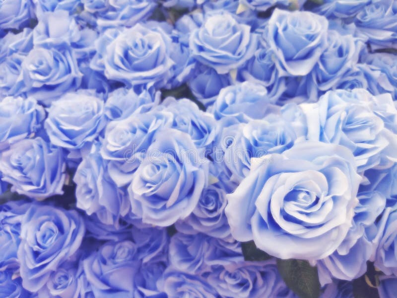 Empañado De Rosas Azules En Estilo Del Color En Colores Pastel En La  Textura Suave Del Bokeh De La Falta De Definición Para El Fo Imagen de  archivo - Imagen de fresco,