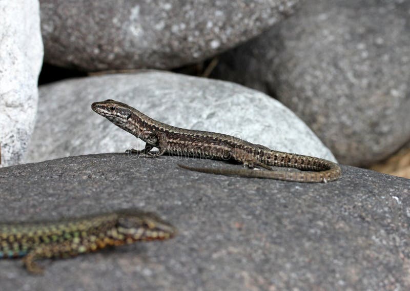 A walls lizard (podarcis muralis) lies in the sun to regulate its temperature. A walls lizard (podarcis muralis) lies in the sun to regulate its temperature