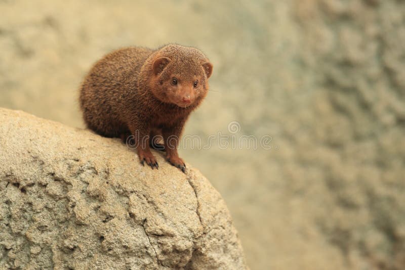 Mangosta de la cara imagen de archivo. Imagen de roedor 52833045